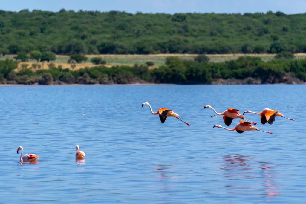 Laguna Guatrache La Pampa