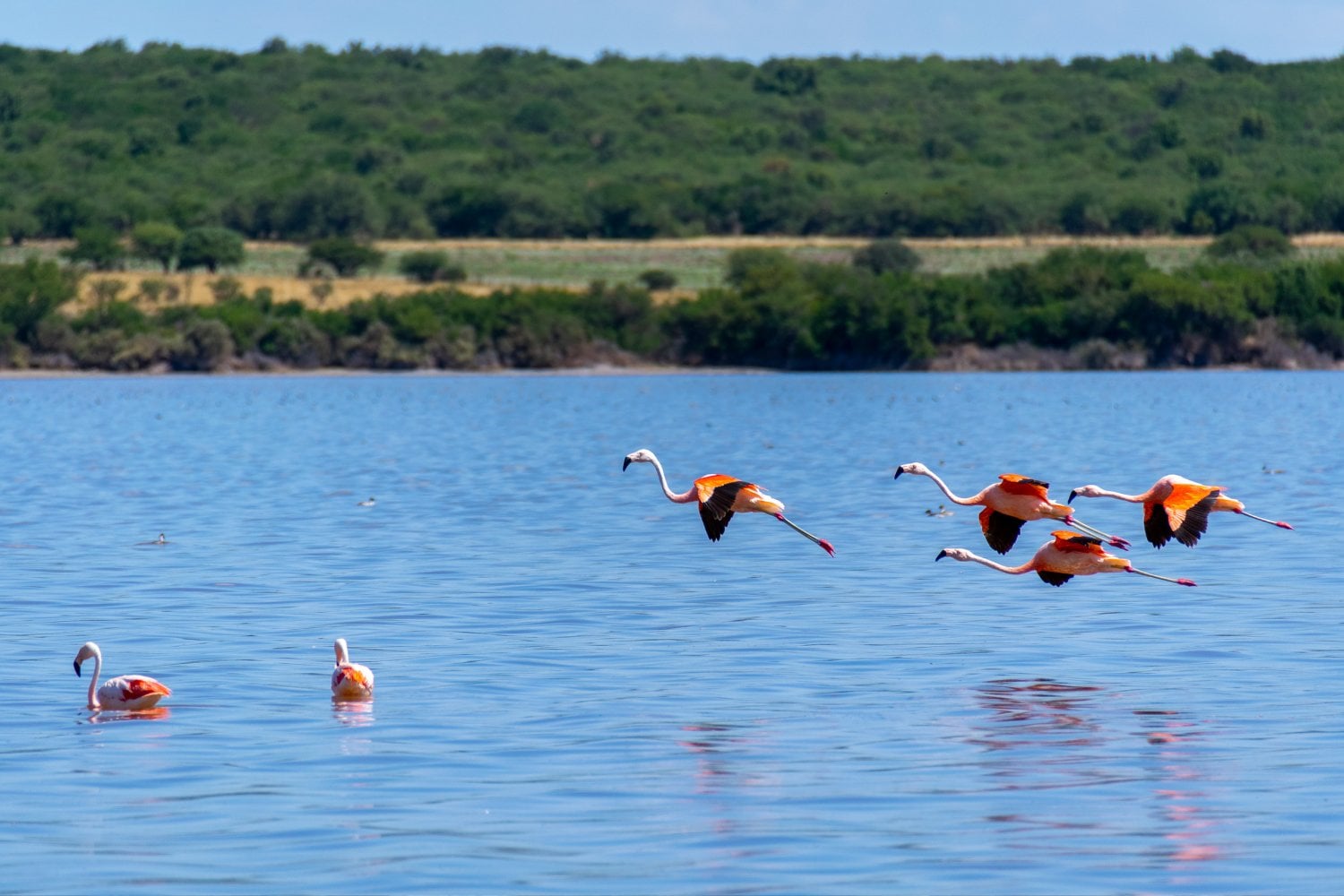 Laguna Guatrache La Pampa