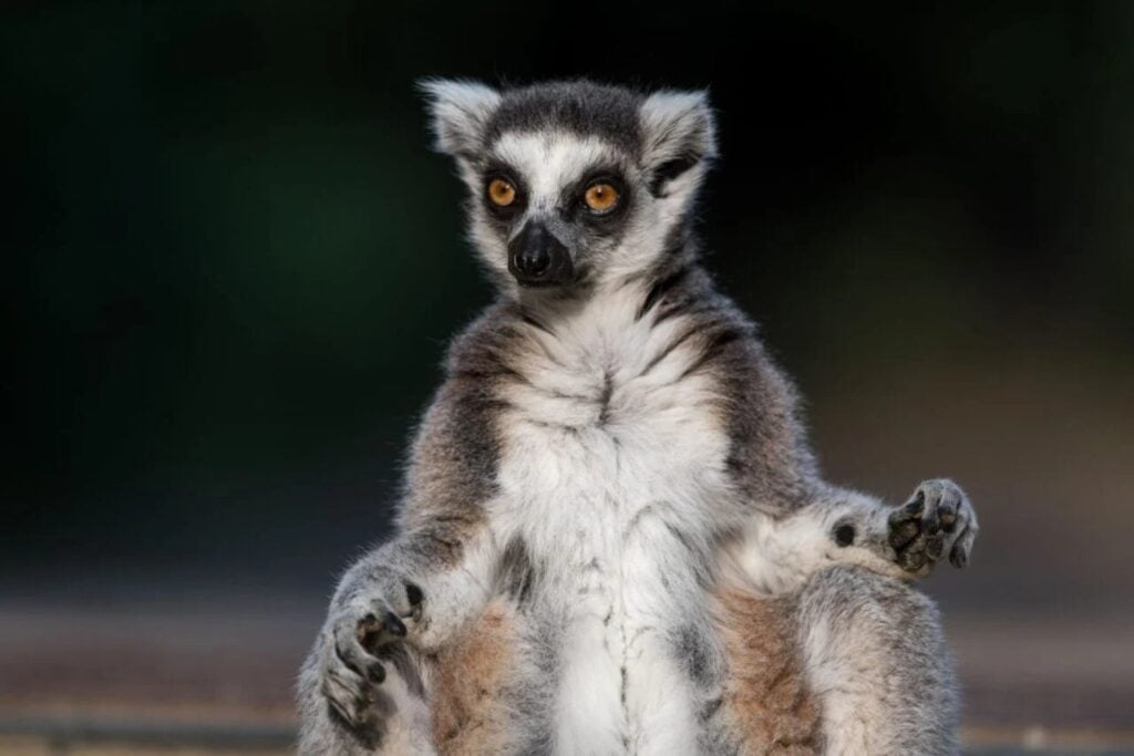 Lemur