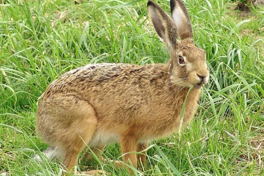 Liebre Europea