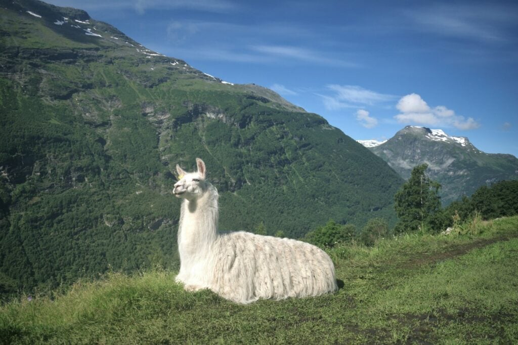 Llama