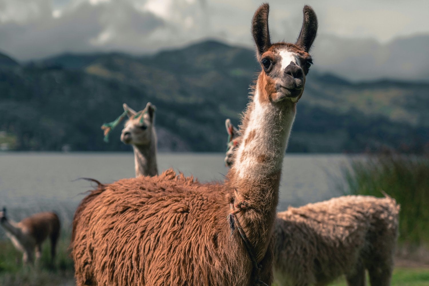 Llamas