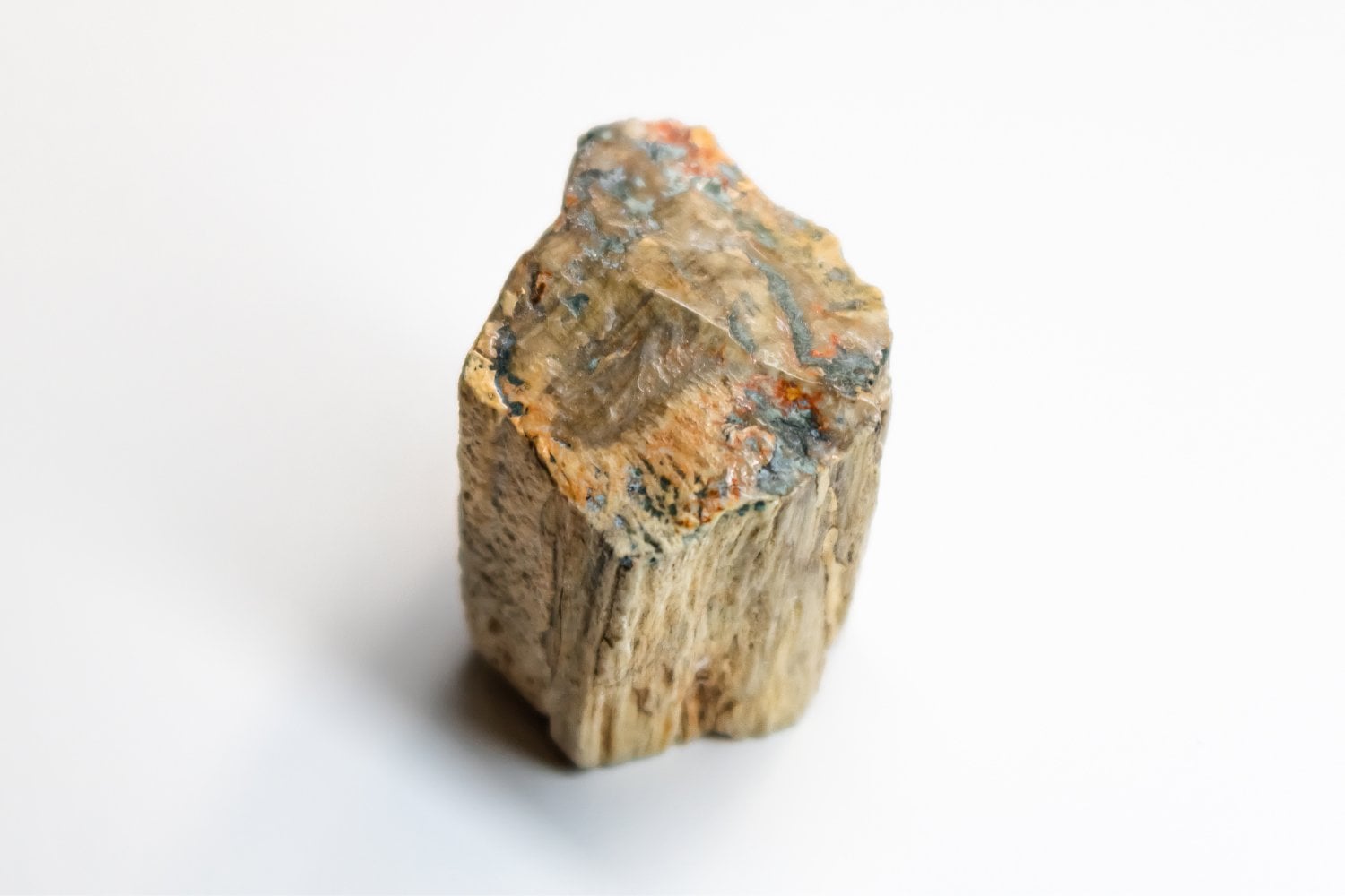 Madera Fosilizada