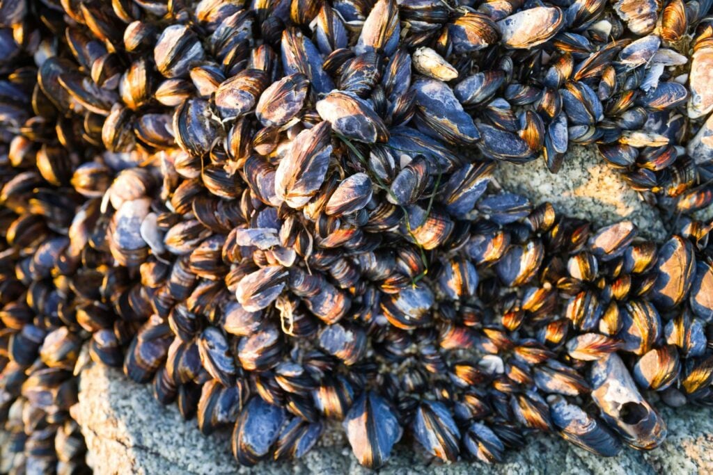 Mejillones