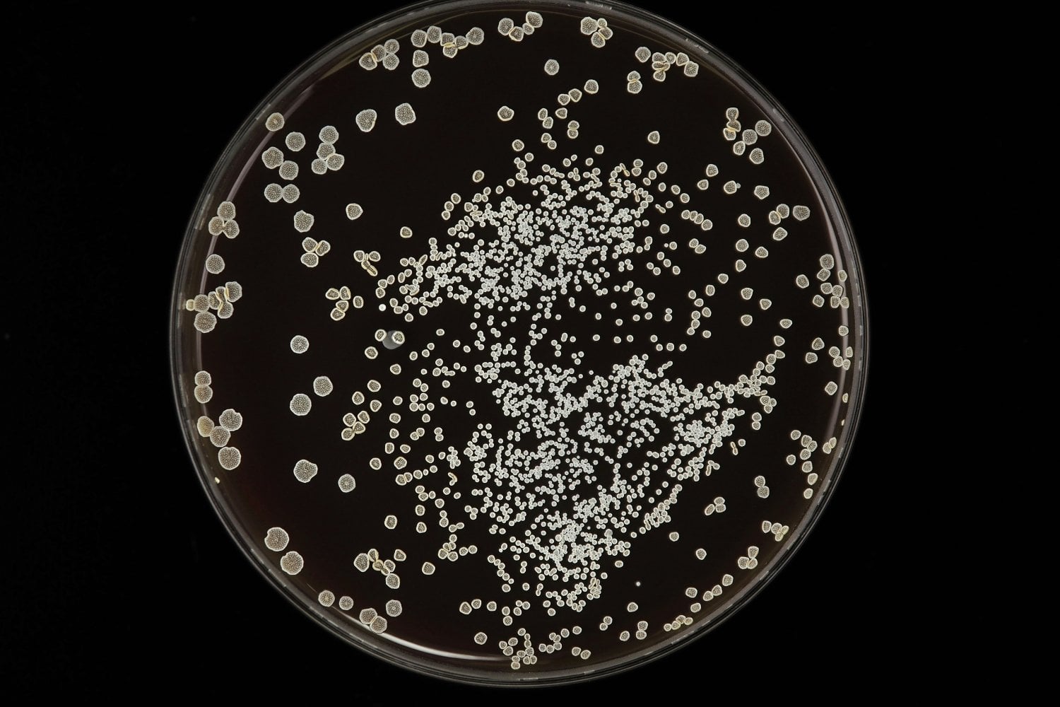 Microorganismos