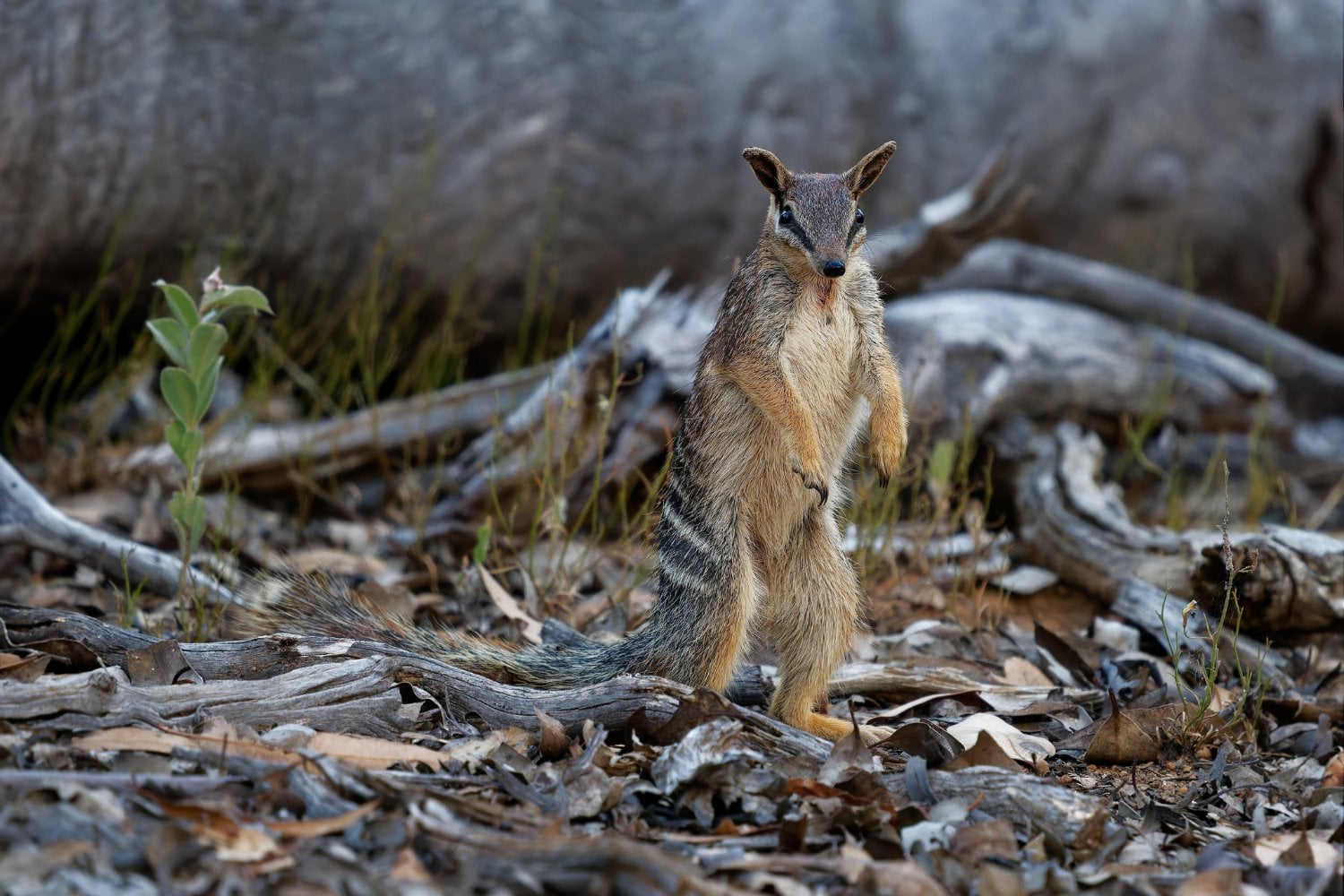 Numbat Extincion