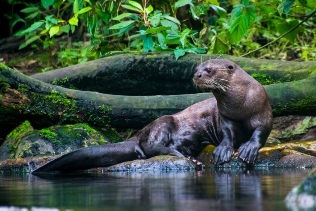 Nutria Gigante