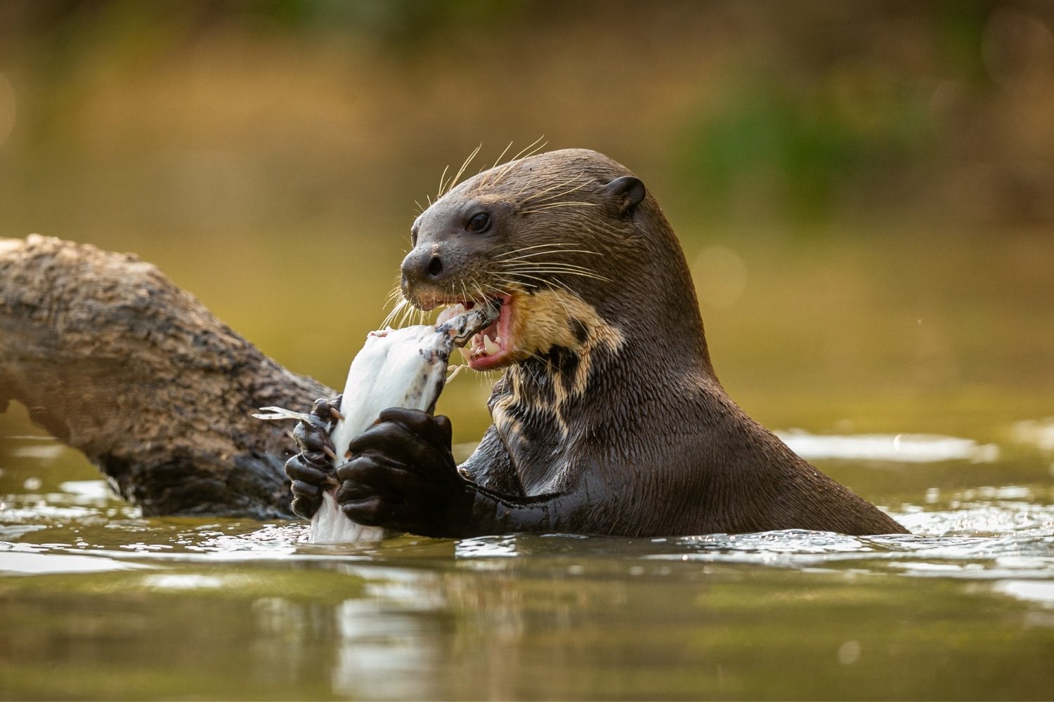 Nutria Gigante Depredador