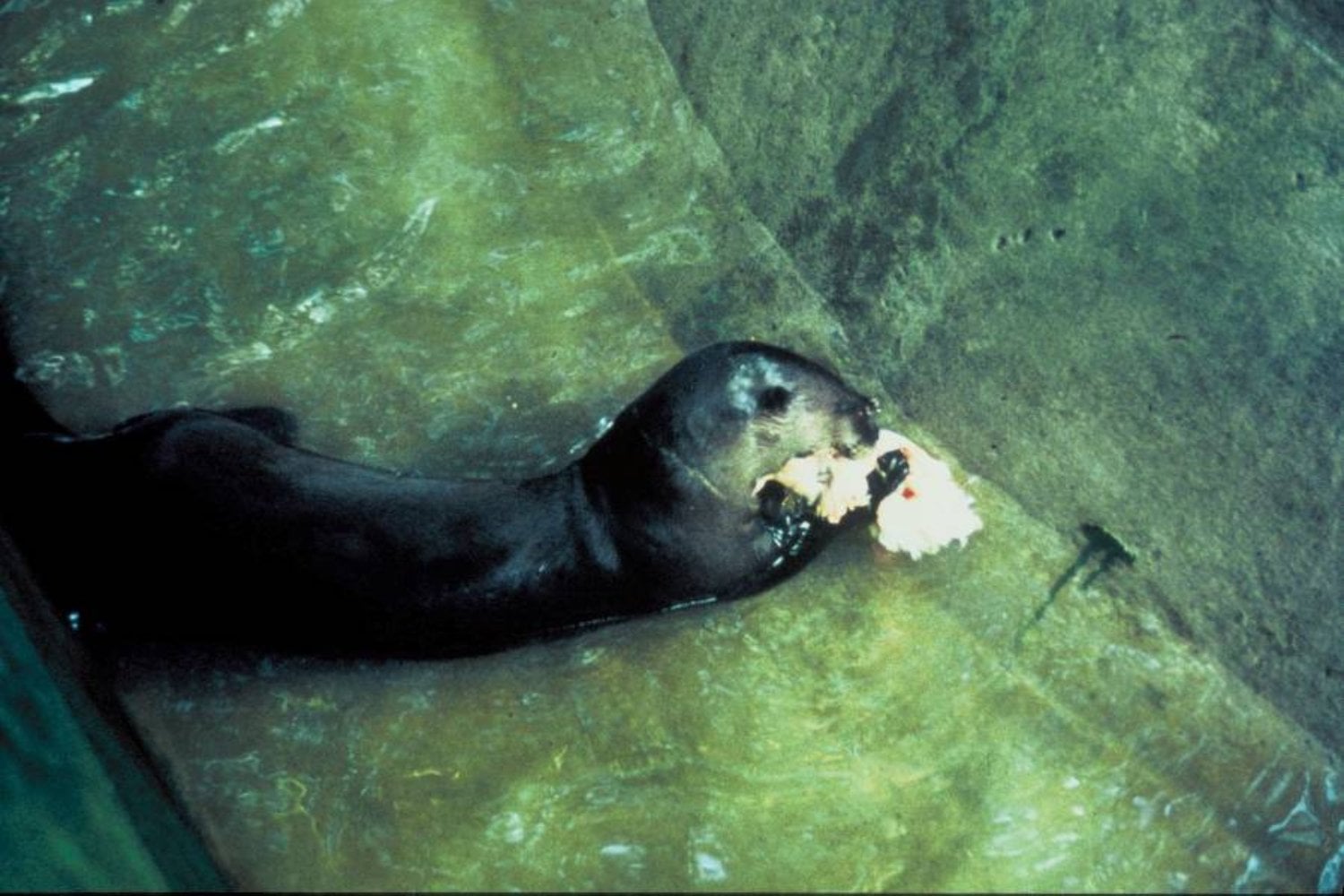 Nutria Gigante En Cautiverio
