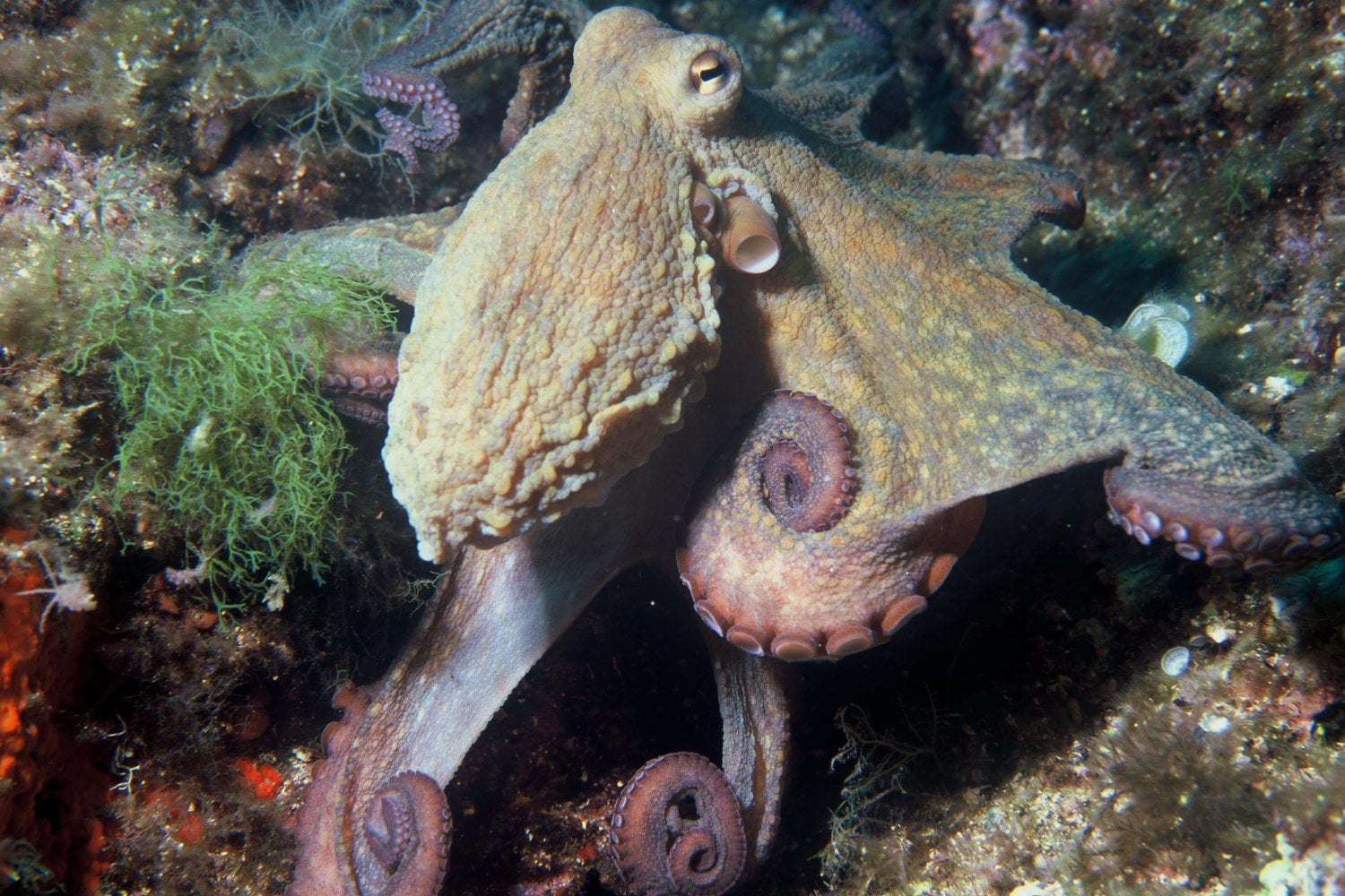 Octopus Vulgaris