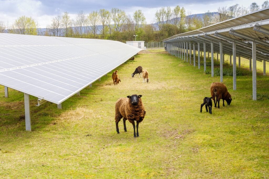 Ovejas En Parques Solares