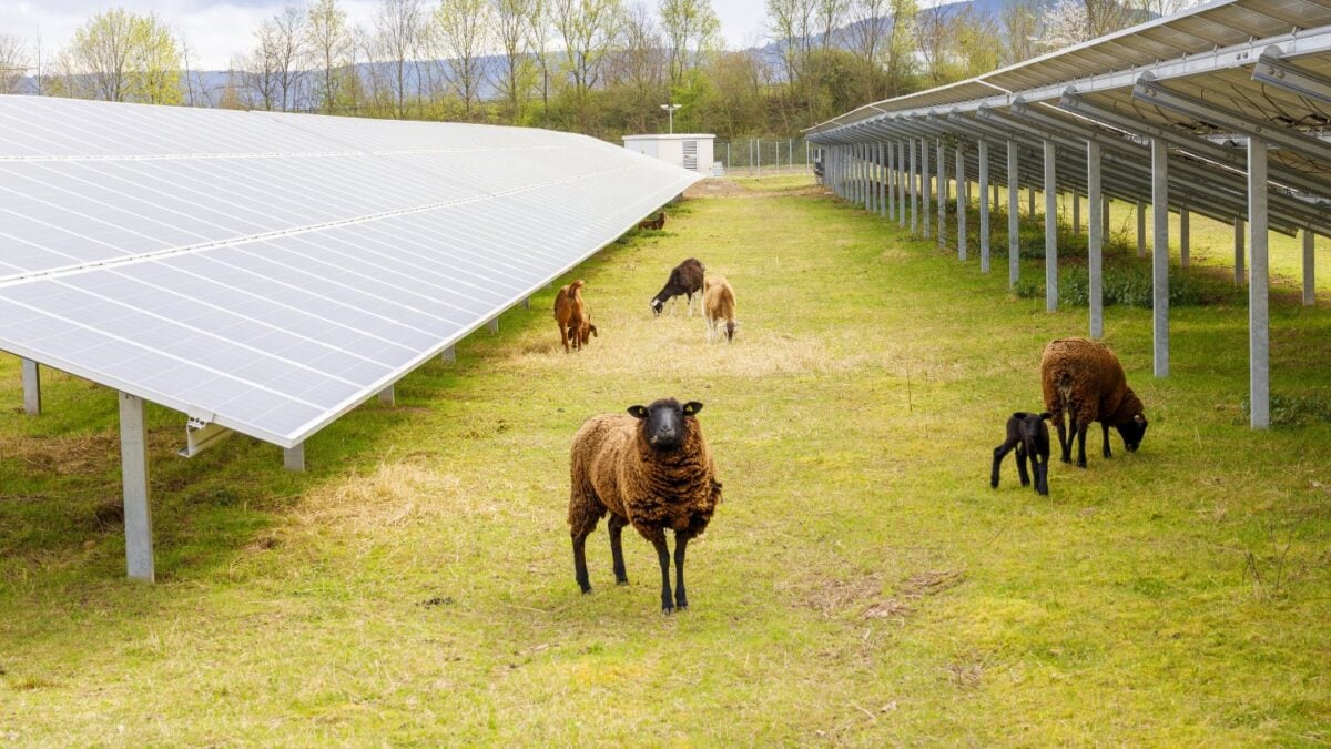 Más de 113.000 ovejas ya reemplazan a las cortadoras de césped en parques solares de Estados Unidos: la razón no es solo ahorrar dinero