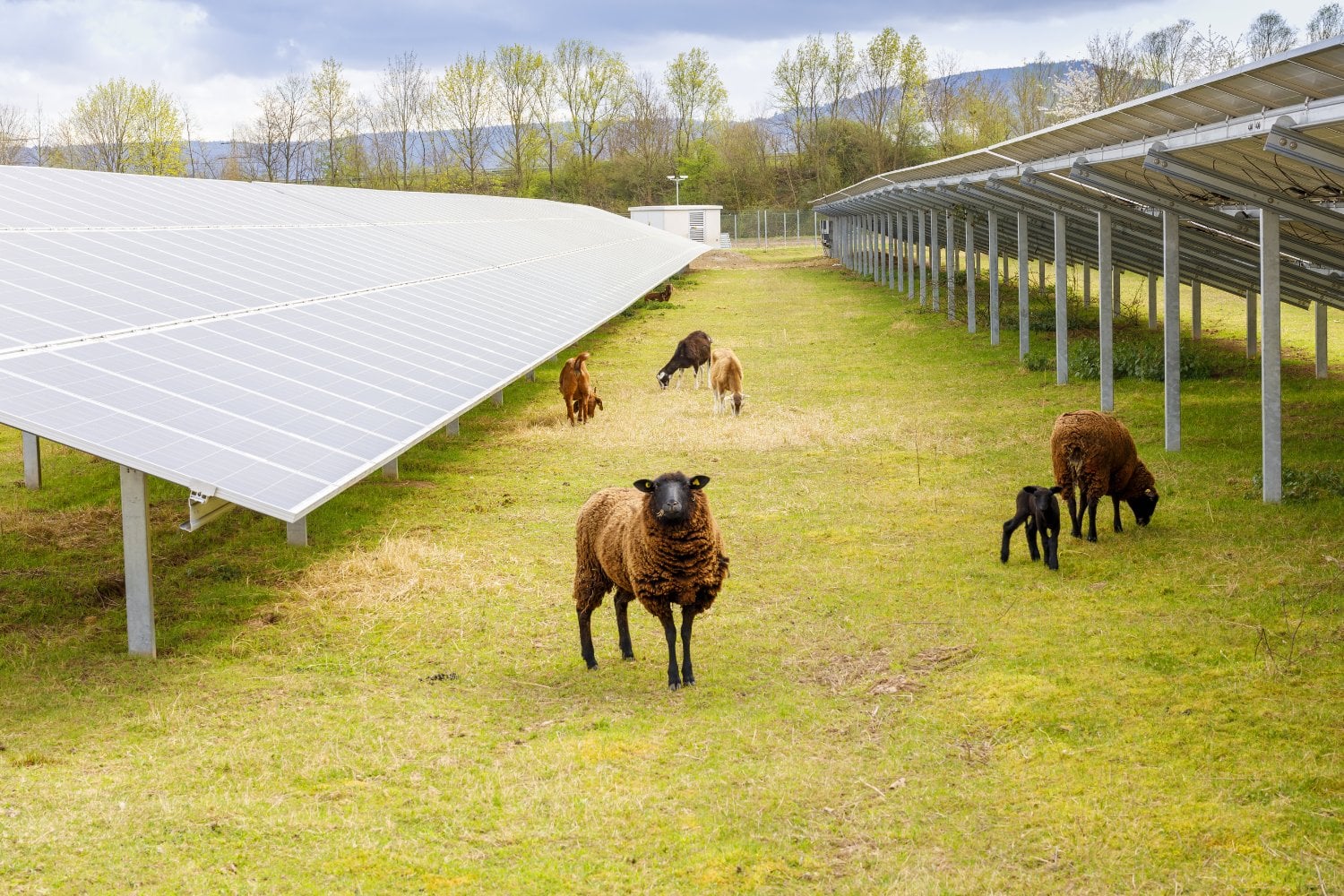 Ovejas En Parques Solares