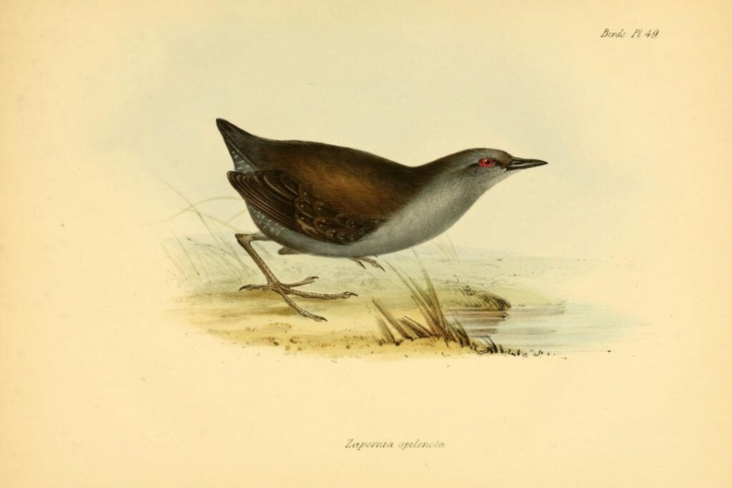 Pachay De Galapagos