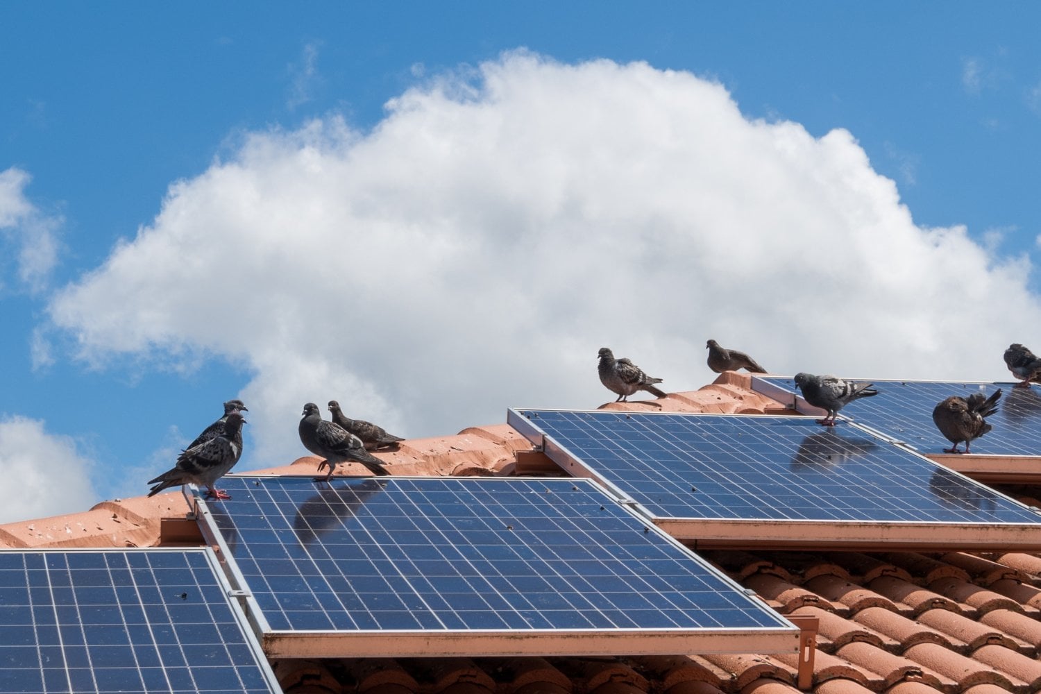 Paneles Solares Y Aves