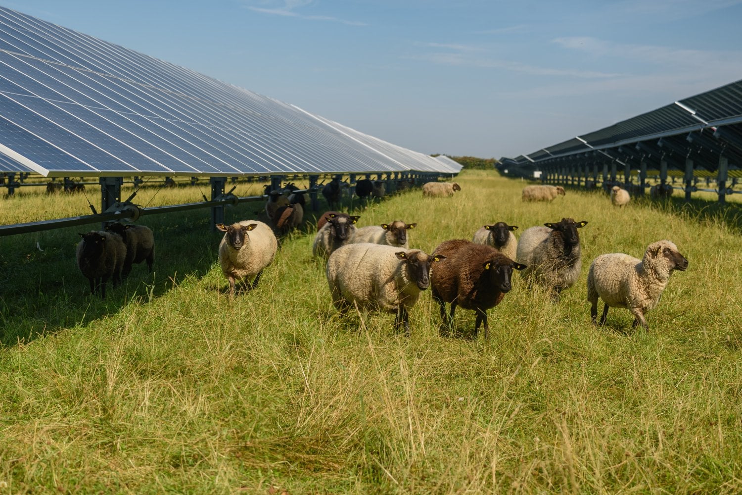 Paneles Solares Y Ovejas