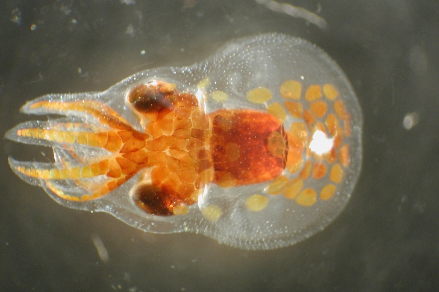 Paralarva De Pulpo