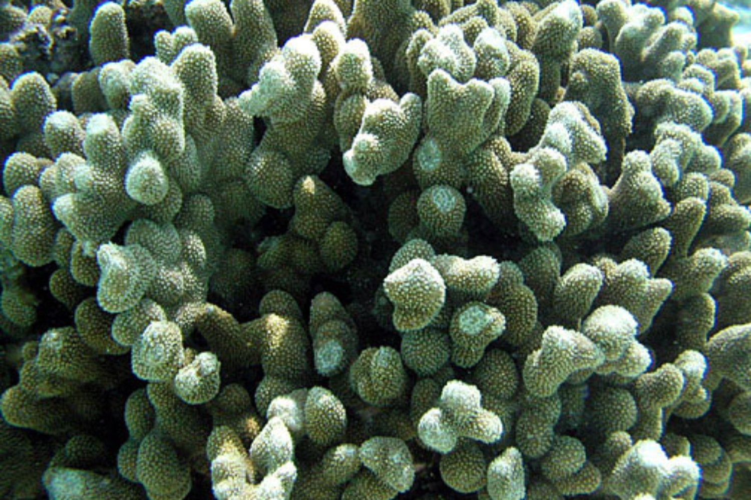 Porites Annae