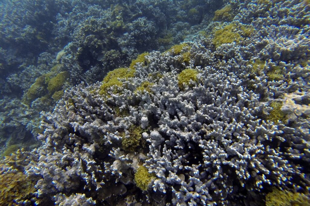 Porites Rus