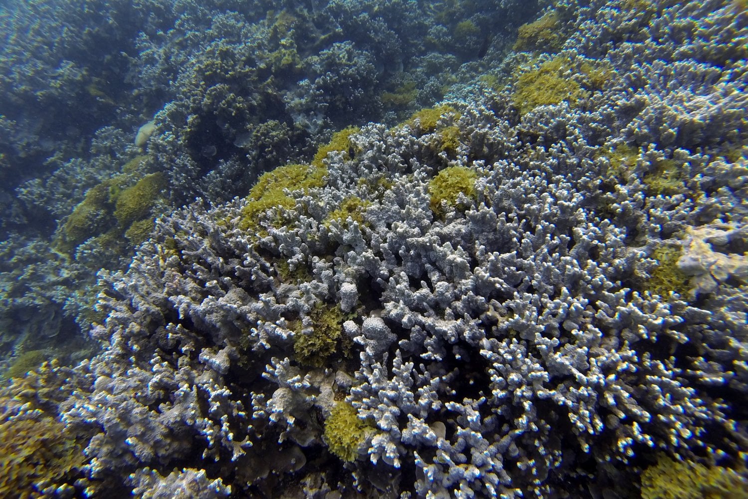 Porites Rus