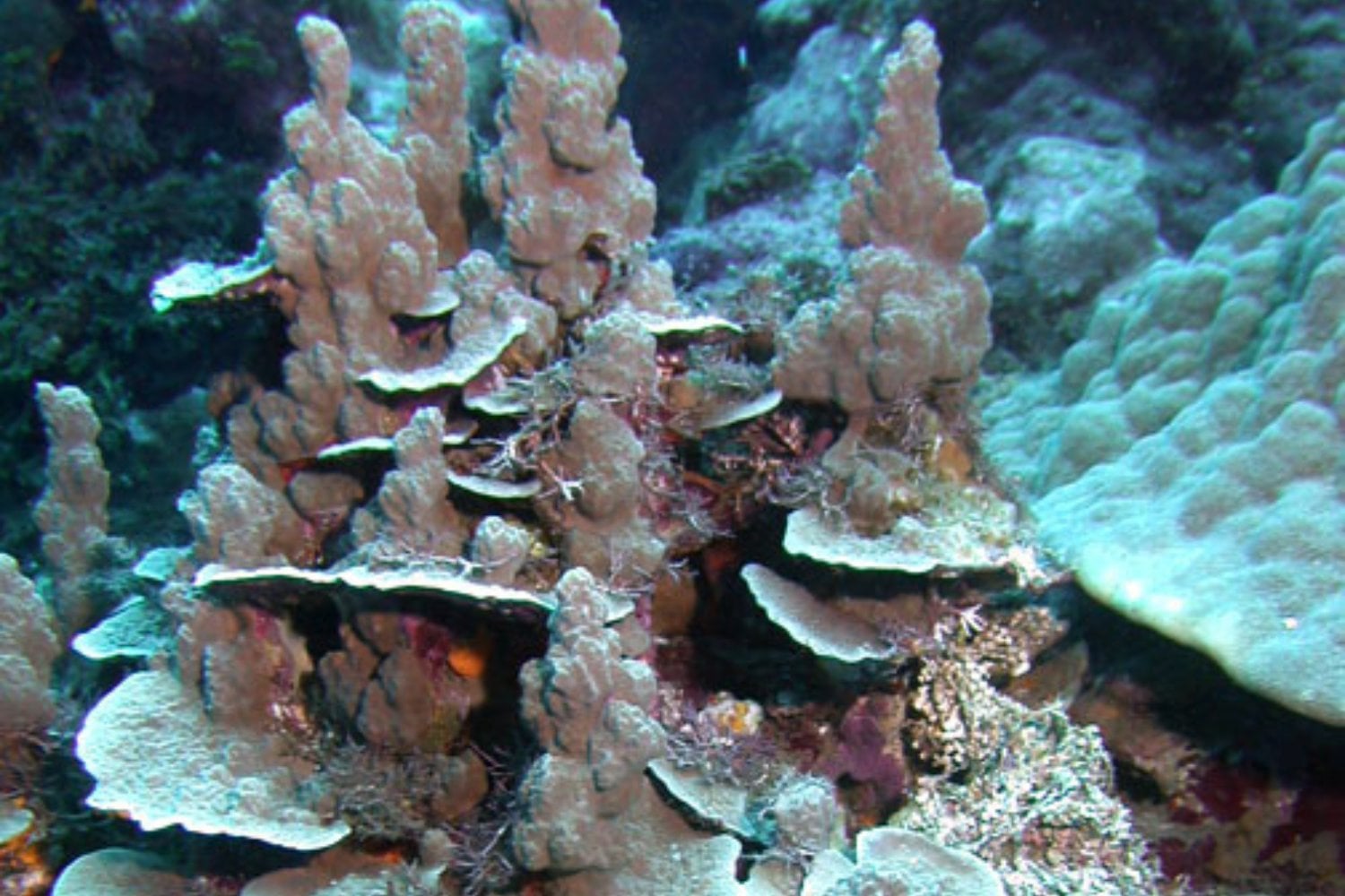 Porites Rus
