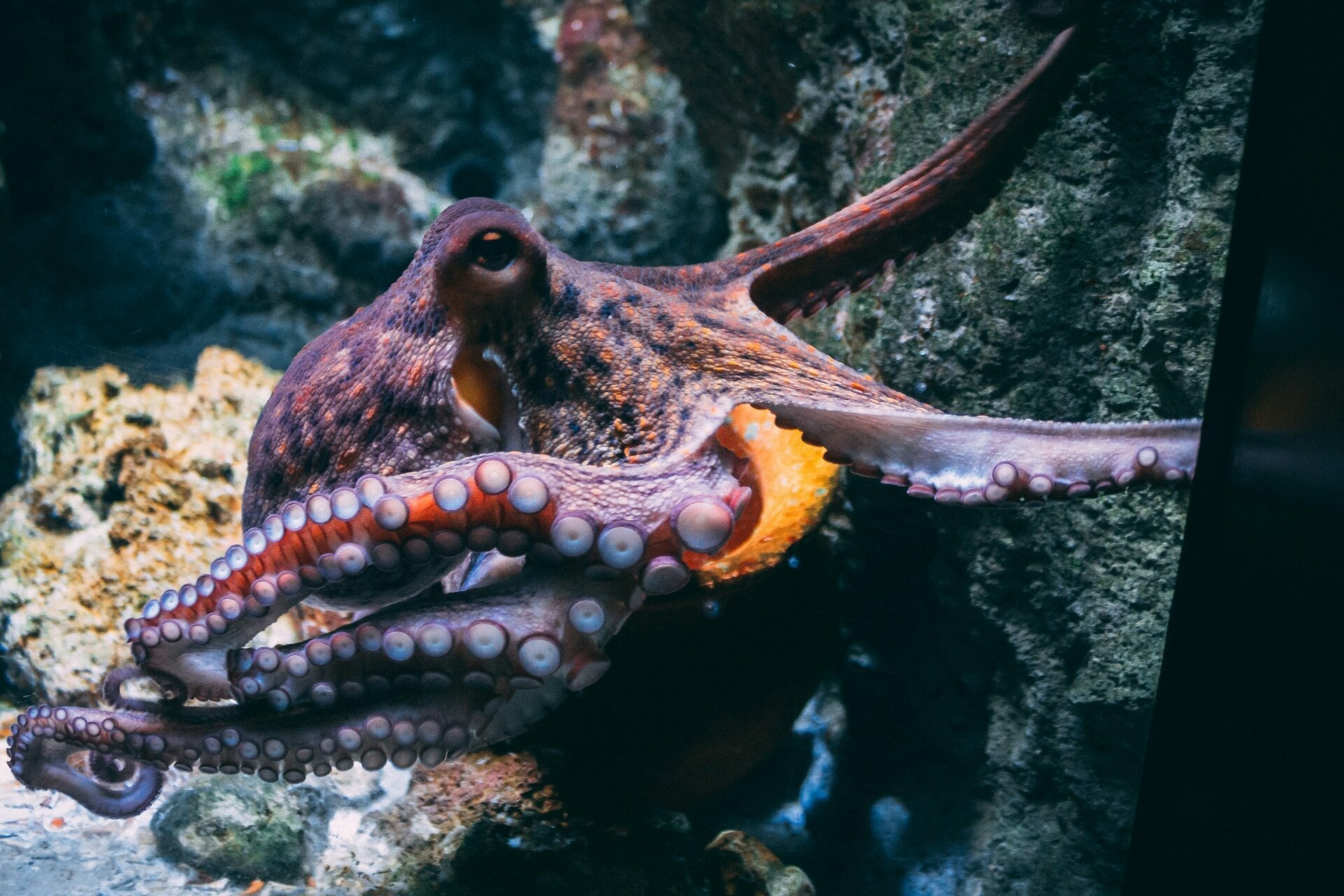 Pulpo