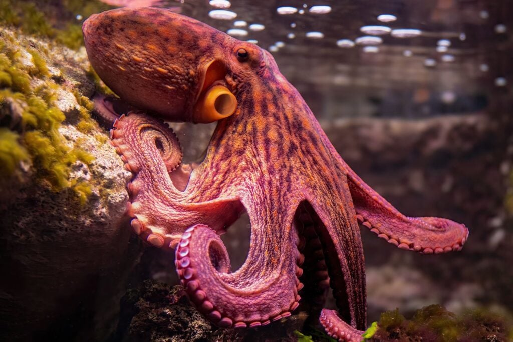 Pulpo