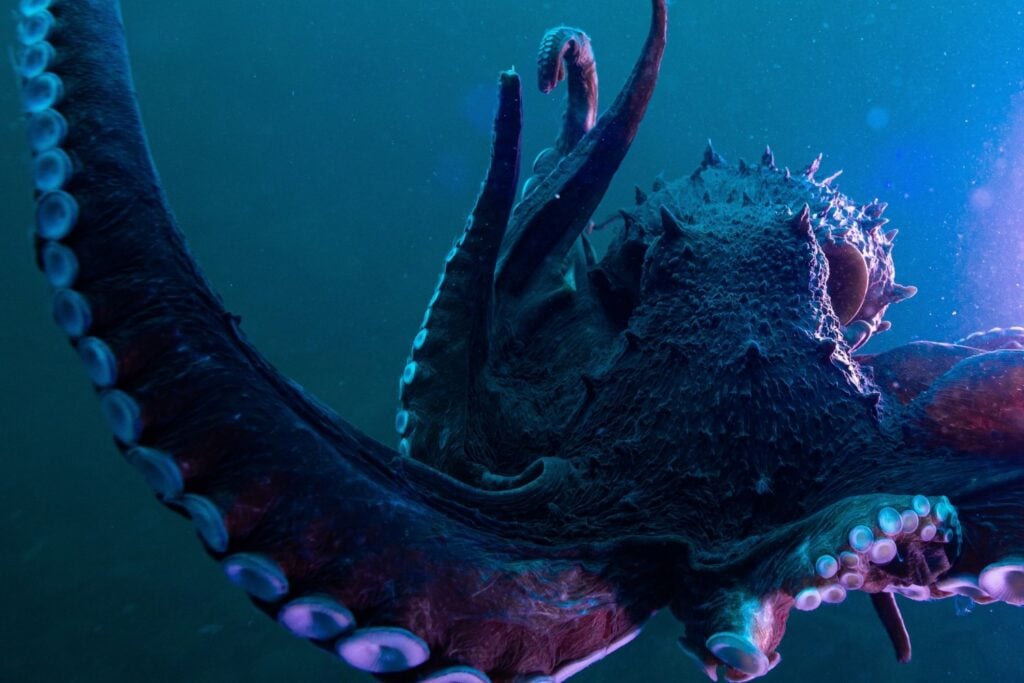 Pulpo Gigante