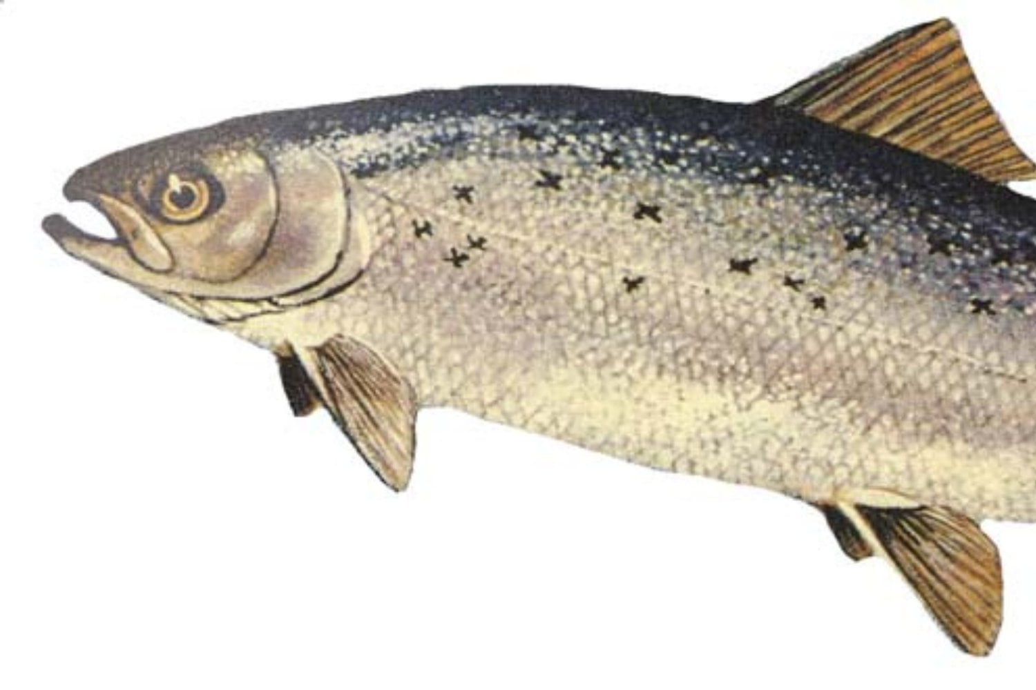 Salmon Atlantico