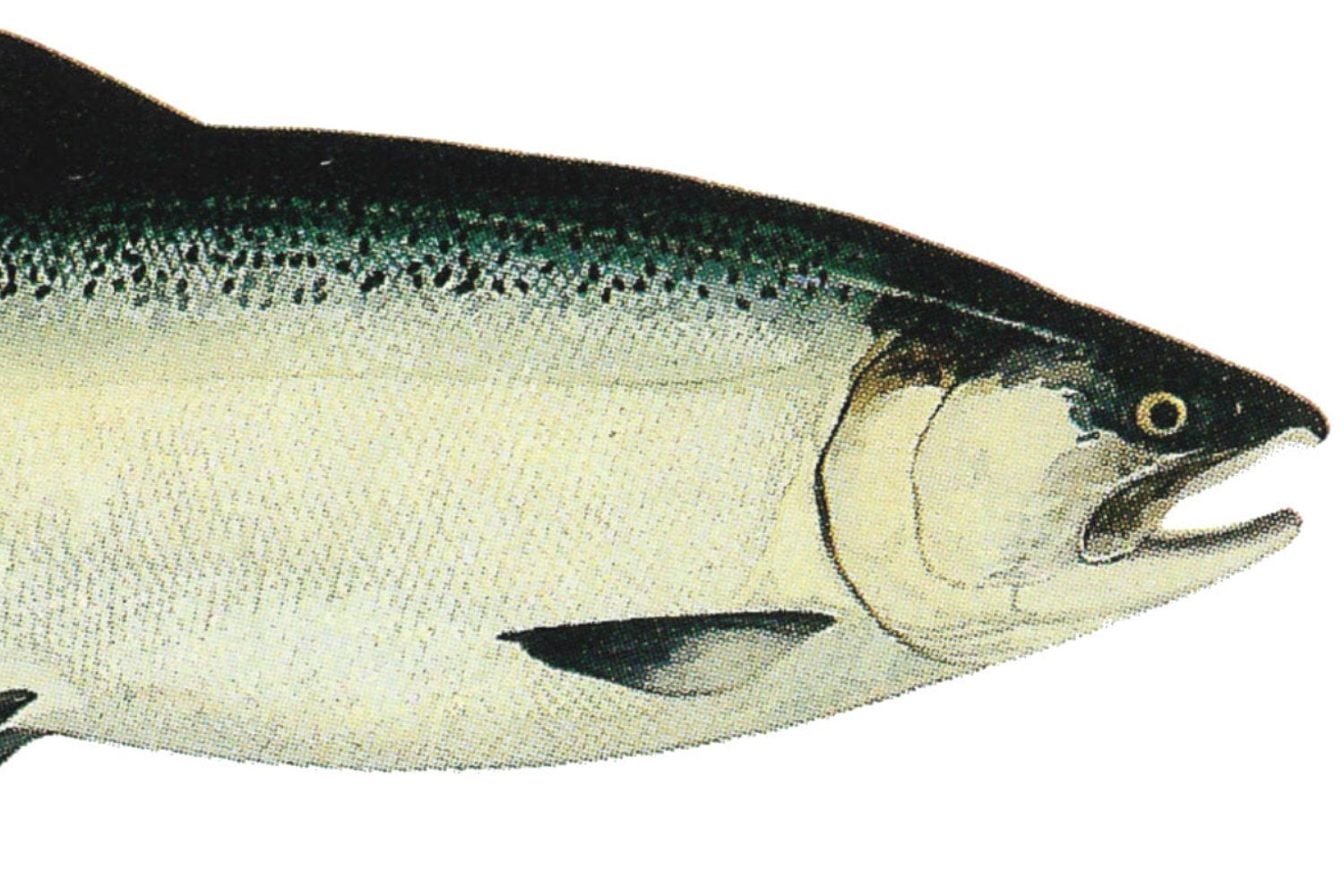 Salmon Coho