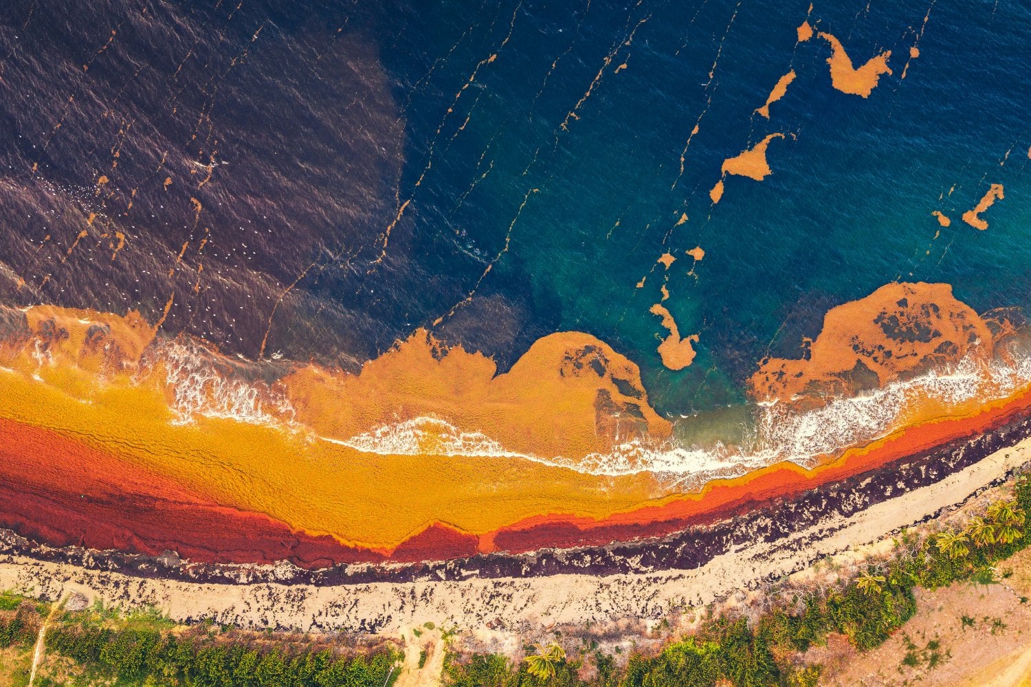 Sargazo Caribe