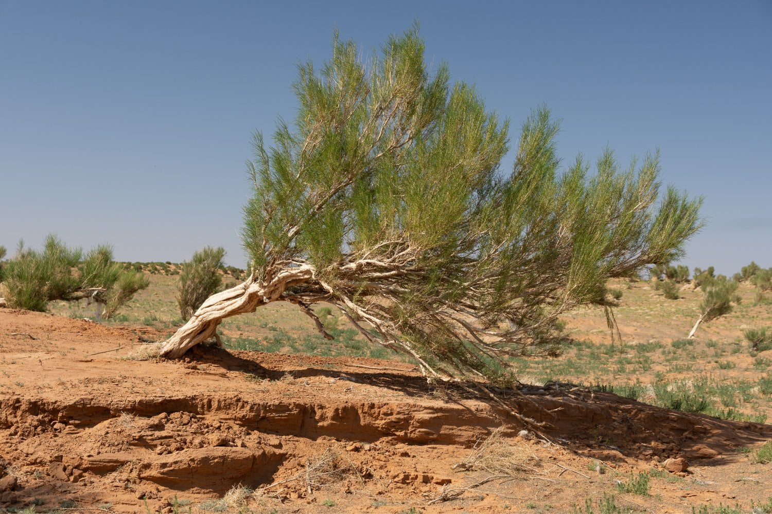 Saxaul (haloxylon)