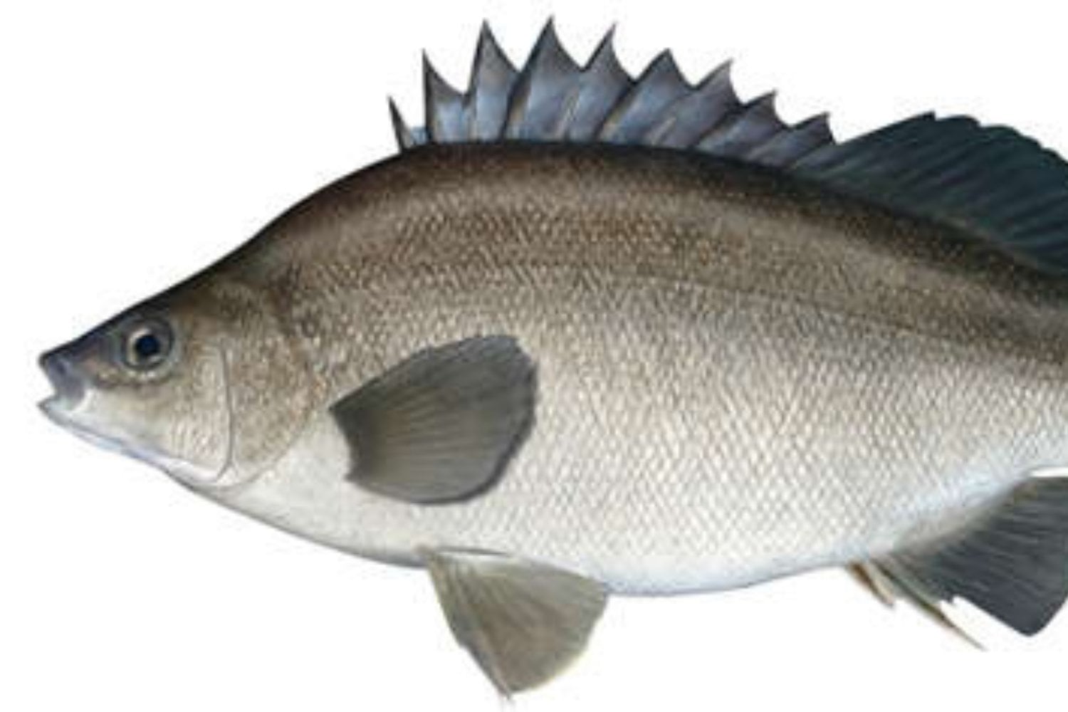 Silver Perch