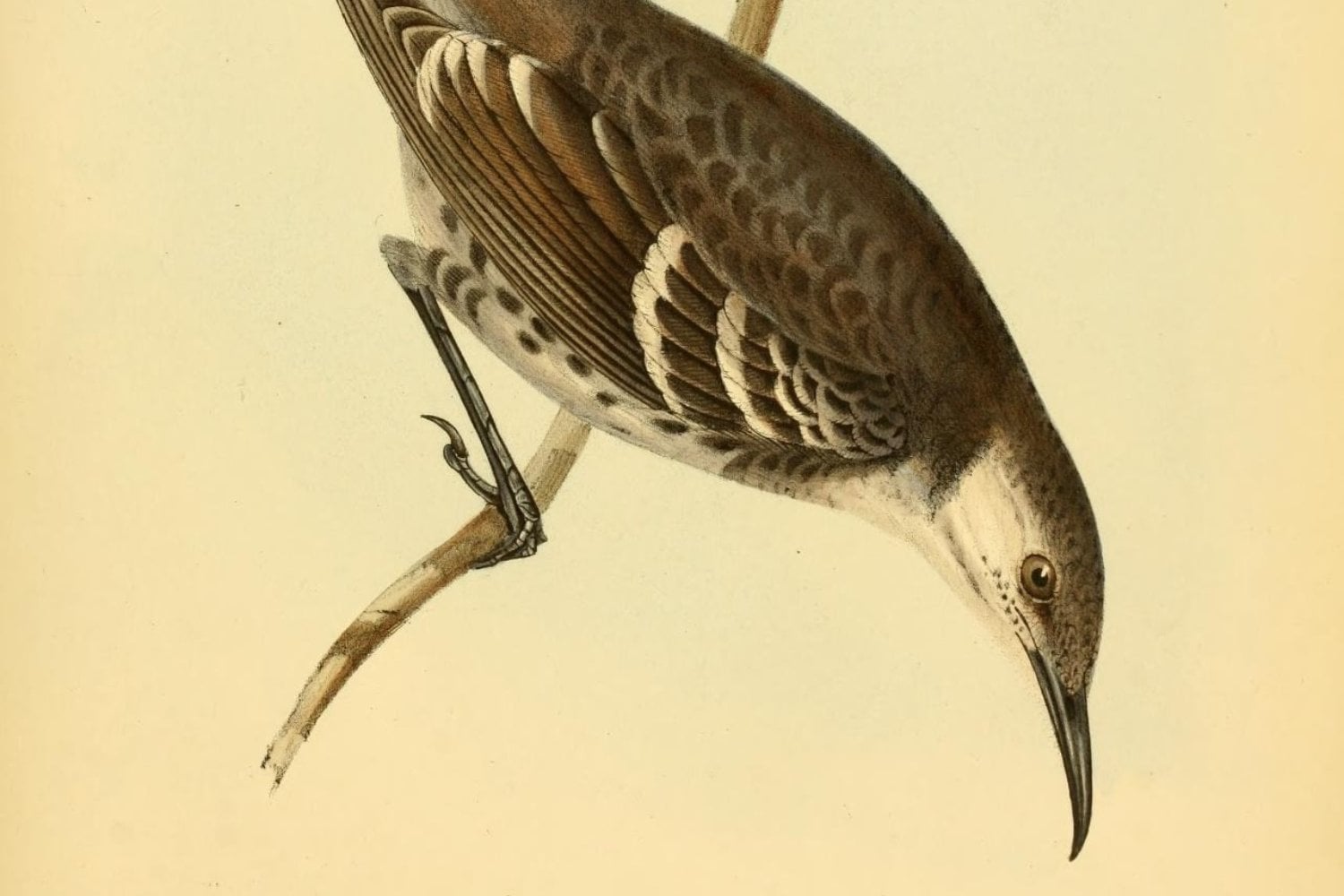 Sinsonte De Floreana