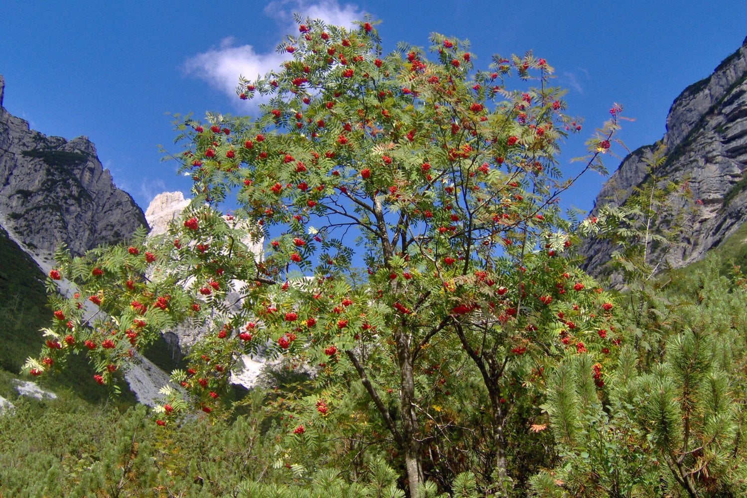 Sorbus Aucuparia