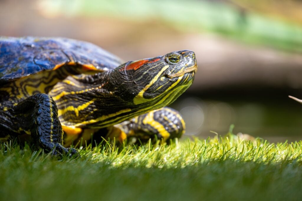 Tortuga De Florida