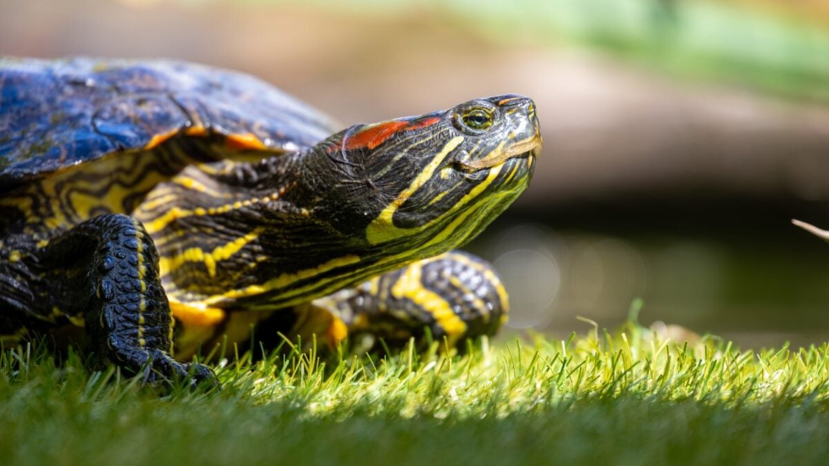 España vendió miles de tortugas de mascota en los años 90: hoy están en la lista de las 100 especies invasoras más dañinas del planeta