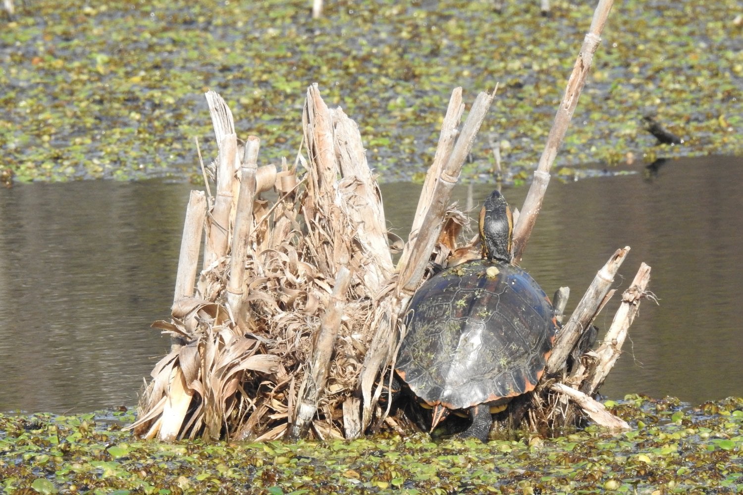 Tortuga En Reserva