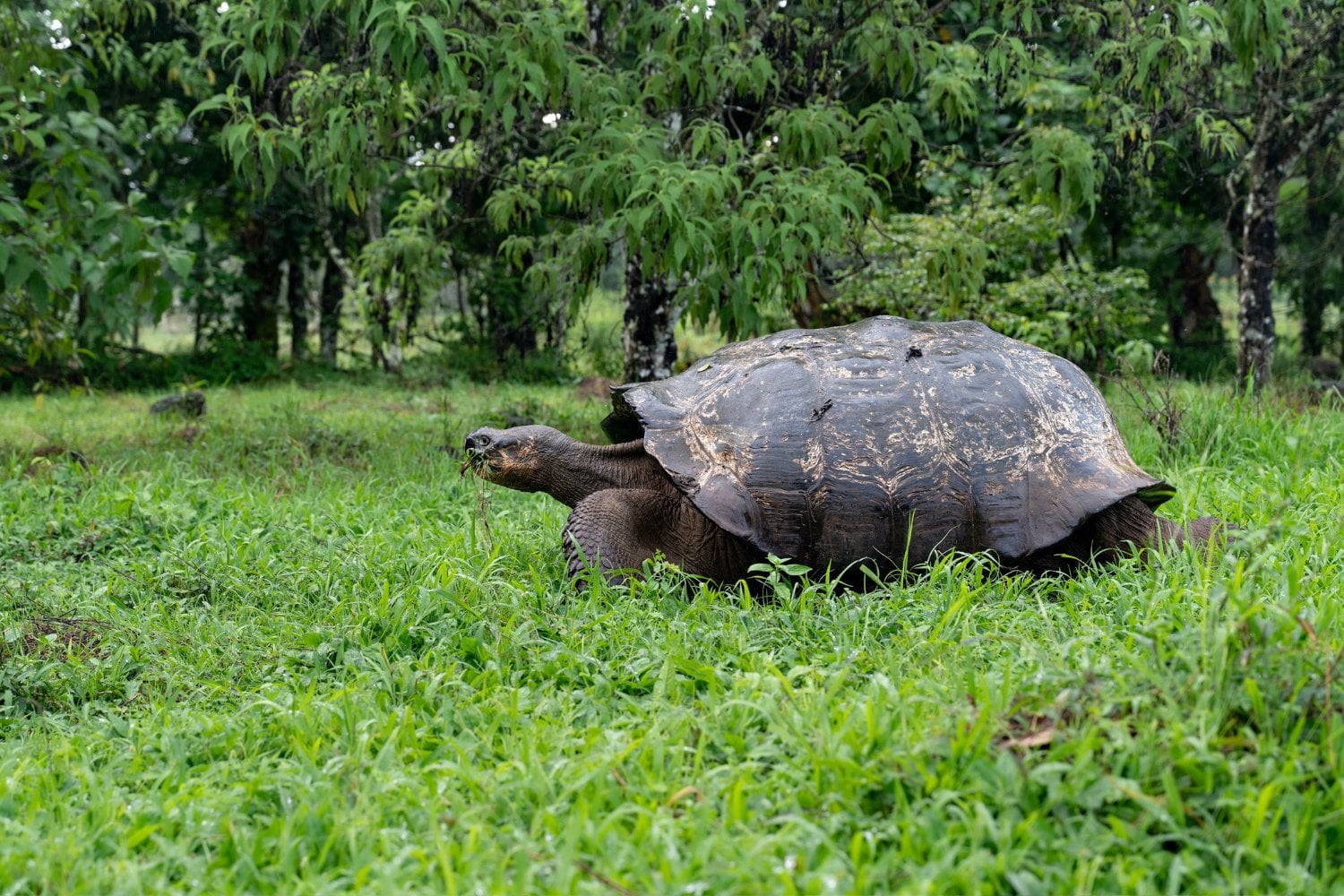 Tortuga Gigante Galapagos