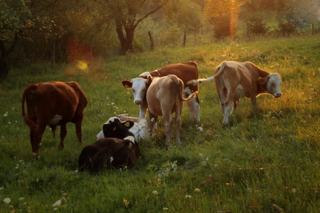 Vacas