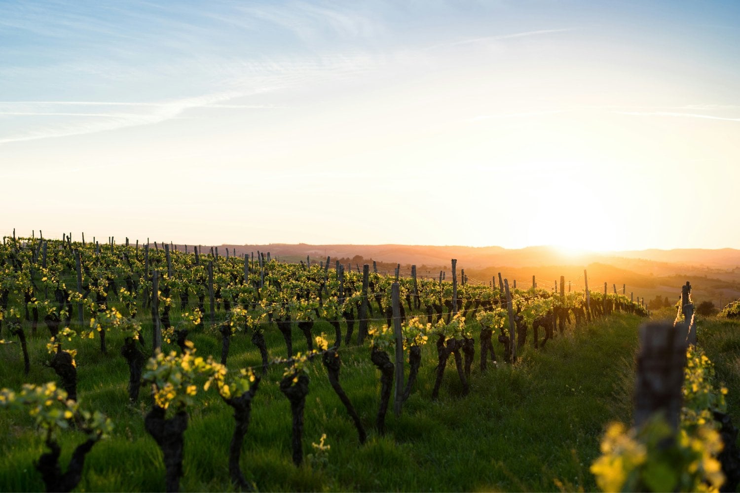 Viñedo