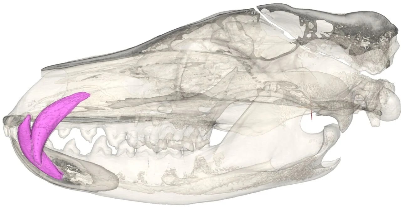 Ct Scanned Thylacine Skull Pink Canines 1280x667