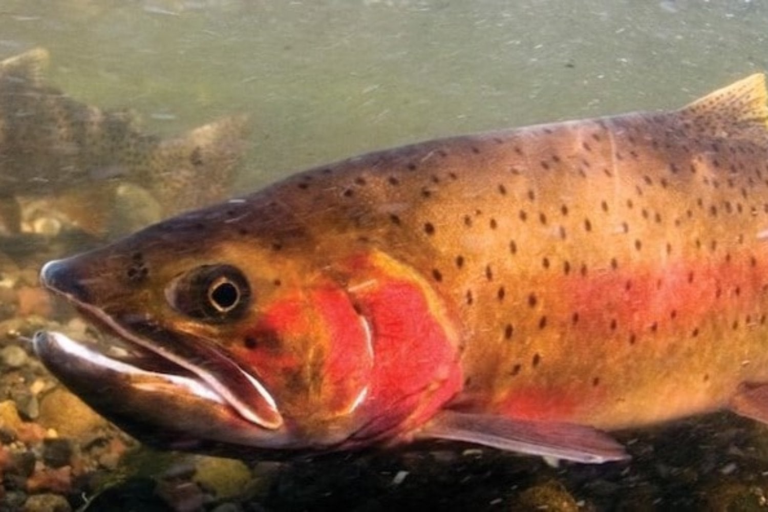 Yellowstone encontró una trucha que nunca debió estar en su lago. Treinta años y 5,1 millones de peces después, todavía no puede dejar de perseguirla