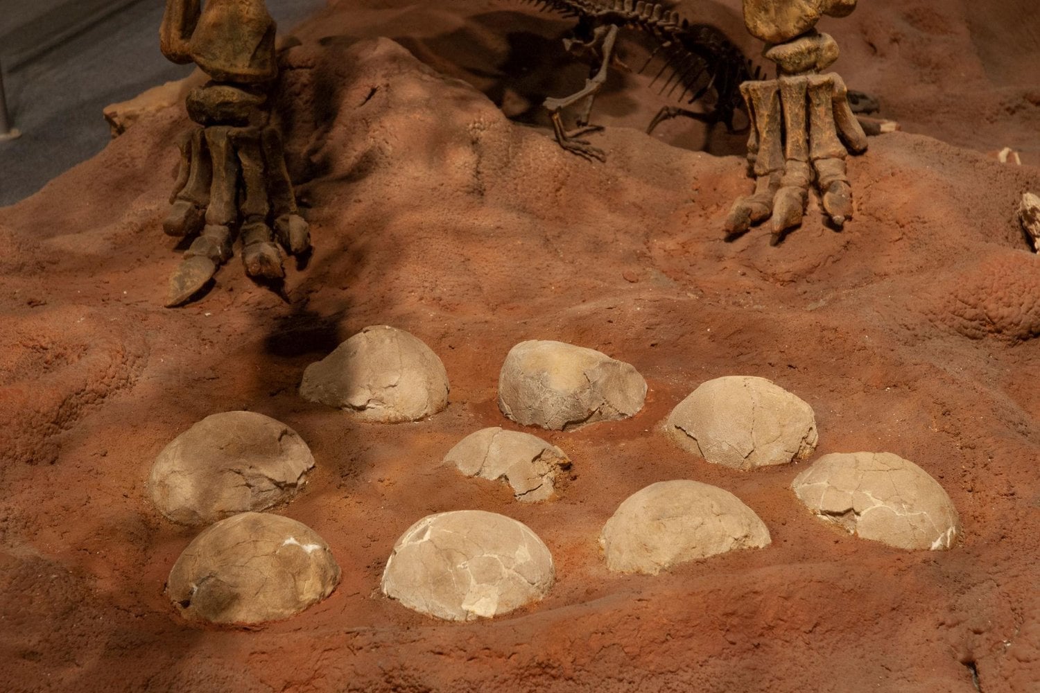 Los dinosaurios más grandes que pisaron la Tierra tenían un problema: algunos podían pesar 75 toneladas y sentarse sobre sus huevos era imposible. En Latinoamérica han encontrado la pista de cómo los incubaban sin aplastarlos