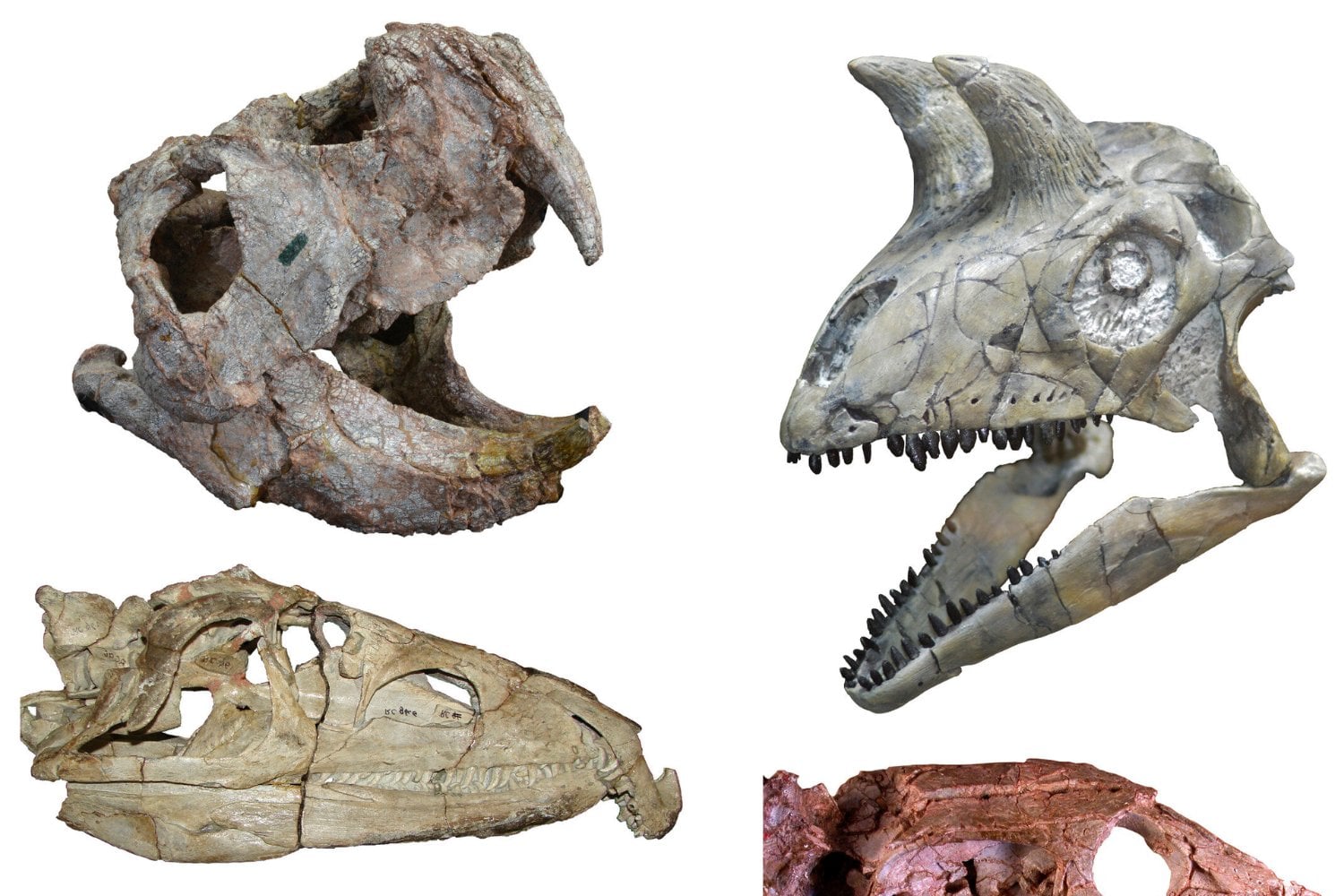 La peor extinción de la Tierra arrasó los ecosistemas hace 252 millones de años. Los antepasados de los dinosaurios aprovecharon el vacío y su explosión evolutiva empezó antes de lo que pensábamos