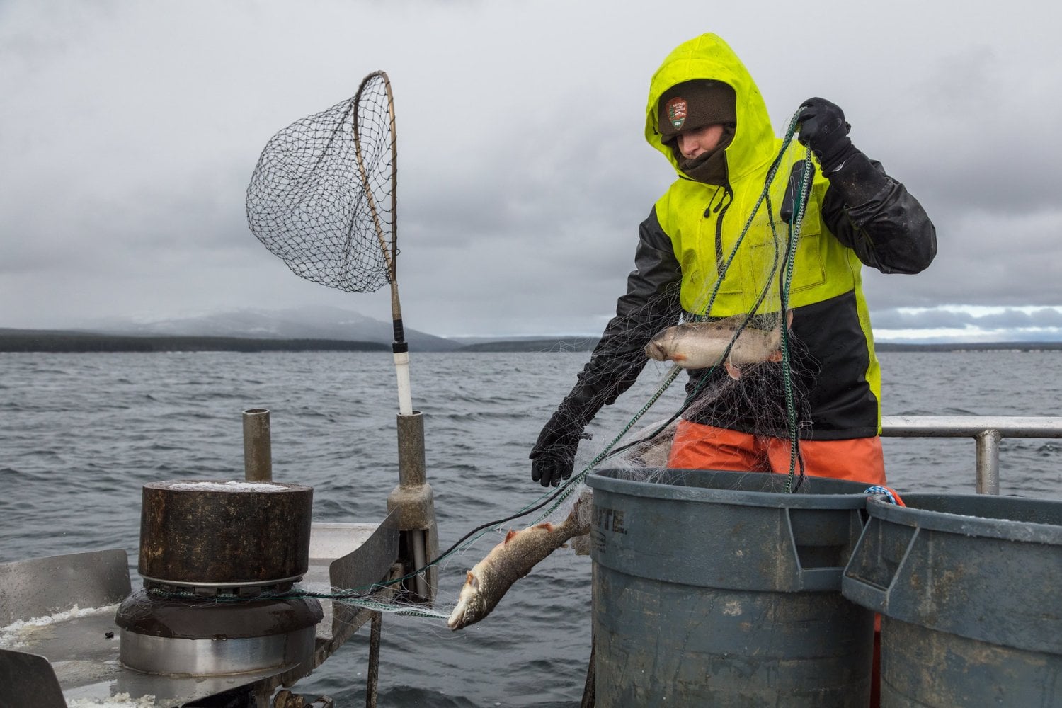 Yellowstone encontró una trucha que nunca debió estar en su lago. Treinta años y 5,1 millones de peces después, todavía no puede dejar de perseguirla