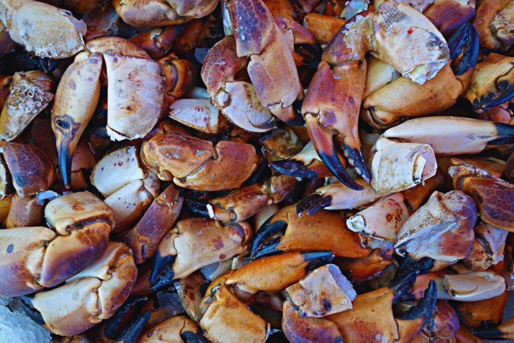Cada año, toneladas de cáscaras de cangrejos y camarones terminan convertidas en basura. Unos científicos encontraron en ellas el ingrediente para una batería de zinc que superó los 1.000 ciclos y alcanzó una eficiencia del 99,7%