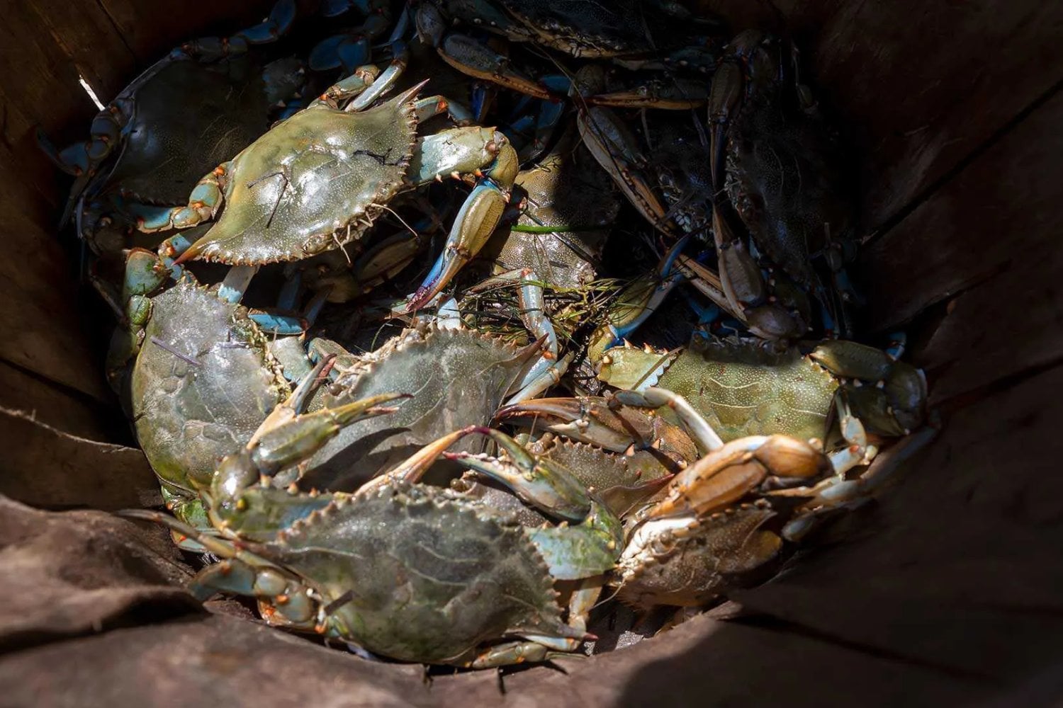 Cada año, toneladas de cáscaras de cangrejos y camarones terminan convertidas en basura. Unos científicos encontraron en ellas el ingrediente para una batería de zinc que superó los 1.000 ciclos y alcanzó una eficiencia del 99,7%