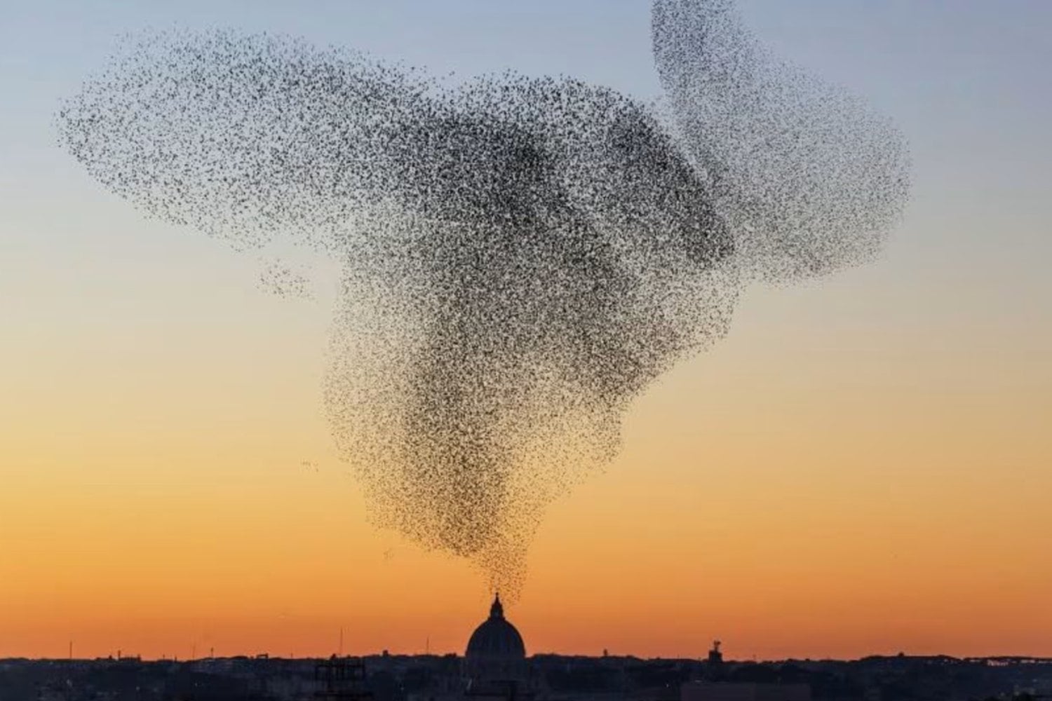 Durante más de un siglo, un neoyorquino empezó a liberar de a 100 estorninos en Central Park. Décadas después, 200 millones de aves habían conquistado Norteamérica y cambiado hasta la seguridad de los aviones
