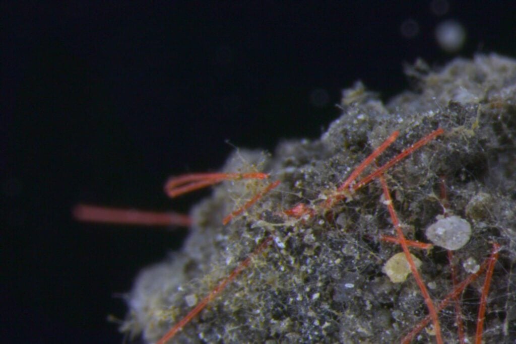 Los microplásticos del suelo tienen un problema: un filtro no puede ir a buscarlos. Estos microrrobots magnéticos sí, y ya han retirado hasta el 81% en laboratorio